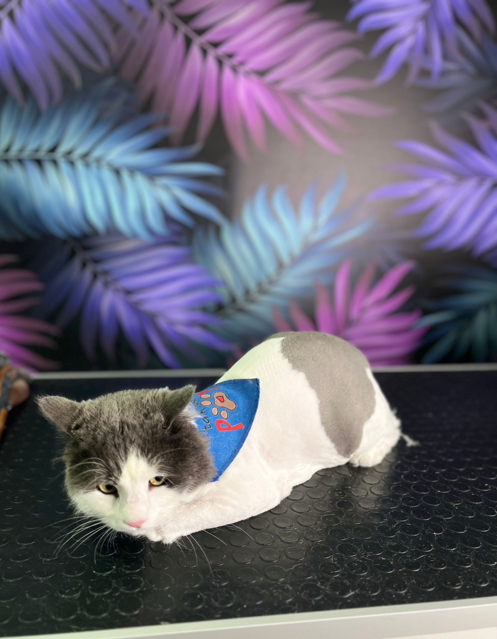 Kedi Bakımı VooVPets